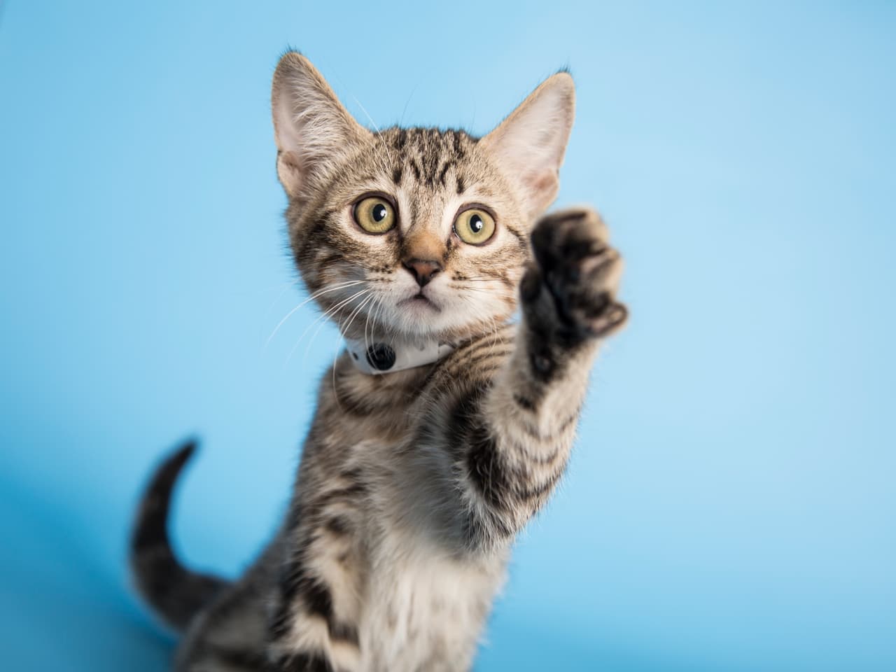 Estos son algunos de más de 30 mil animalitos rescatados por el Human Society de Arizona que están esperando por una familia. ¿Te animas a adaptar a una de estas hermosas mascotas?