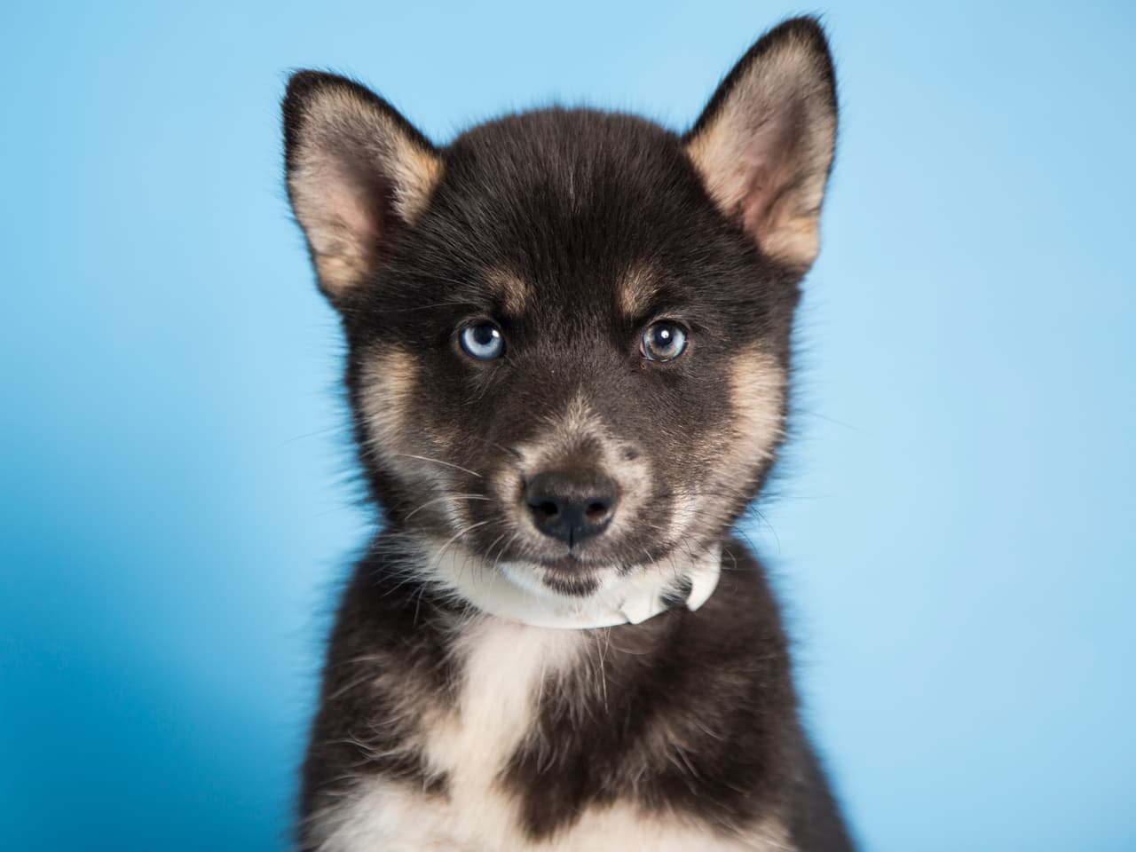 Estos son algunos de más de 30 mil animalitos rescatados por el Human Society de Arizona que están esperando por una familia. ¿Te animas a adaptar a una de estas hermosas mascotas?