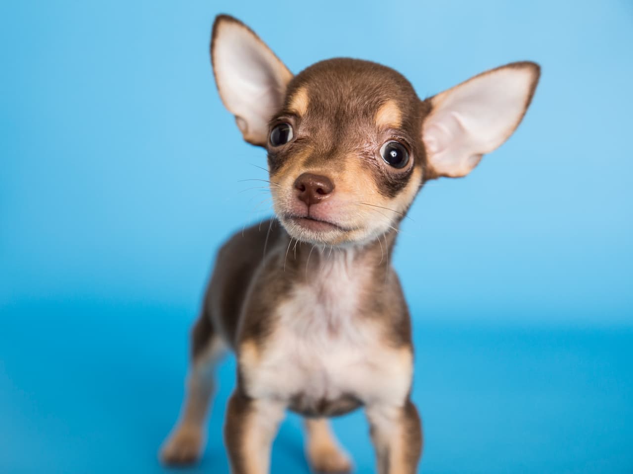 Estos son algunos de más de 30 mil animalitos rescatados por el Human Society de Arizona que están esperando por una familia. ¿Te animas a adaptar a una de estas hermosas mascotas?