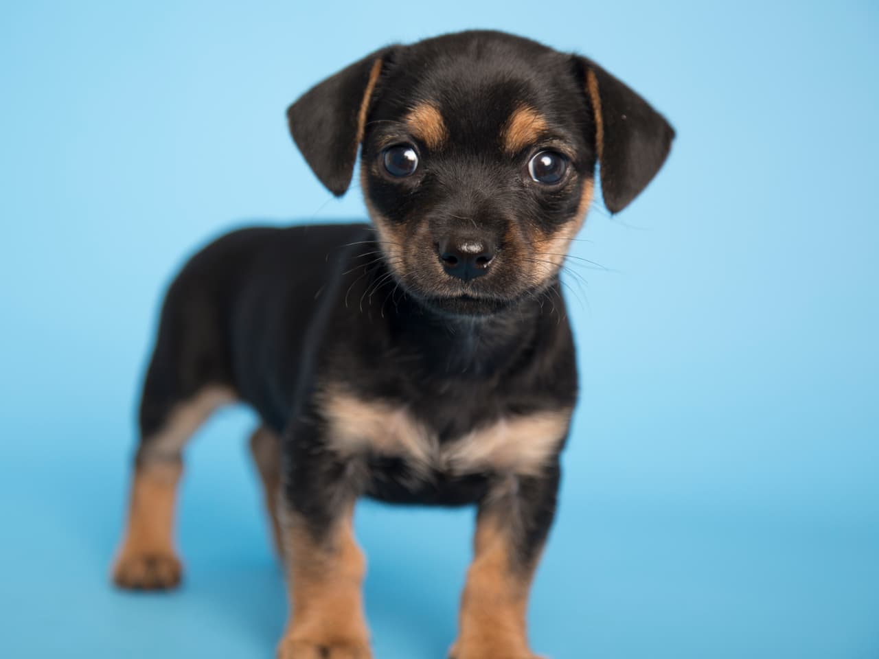 Estos son algunos de más de 30 mil animalitos rescatados por el Human Society de Arizona que están esperando por una familia. ¿Te animas a adaptar a una de estas hermosas mascotas?