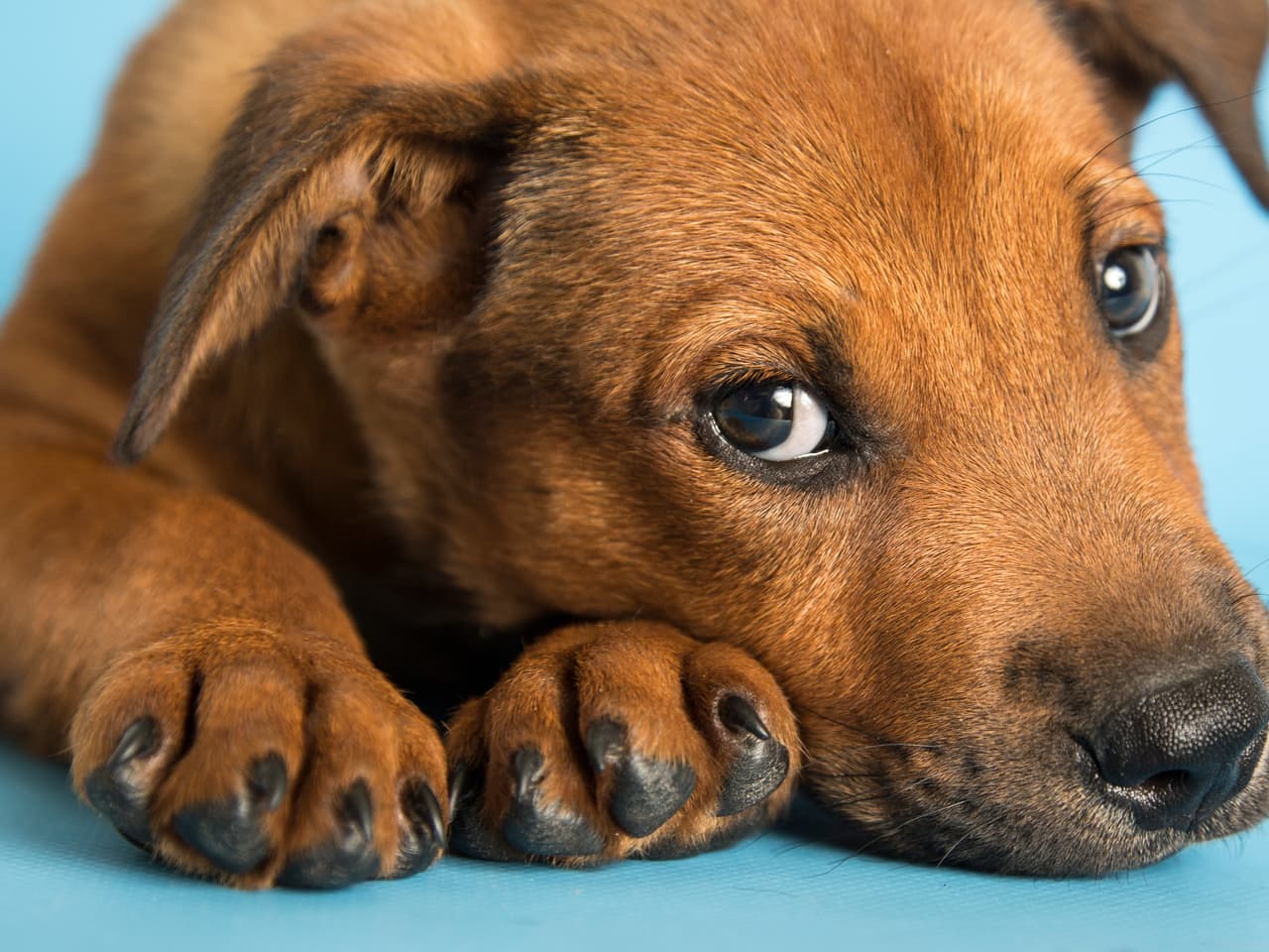 Estos son algunos de más de 30 mil animalitos rescatados por el Human Society de Arizona que están esperando por una familia. ¿Te animas a adaptar a una de estas hermosas mascotas?