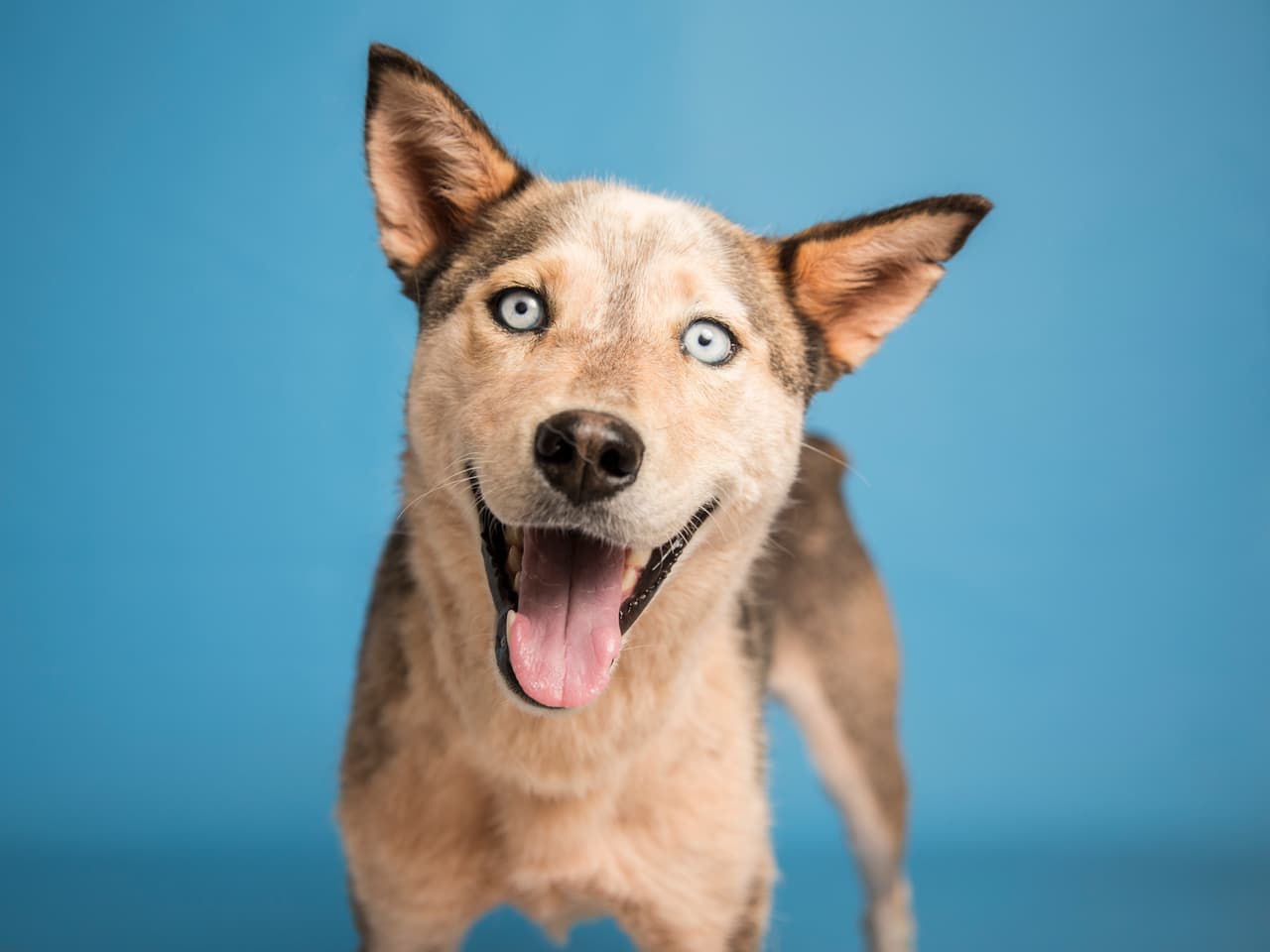 Estos son algunos de más de 30 mil animalitos rescatados por el Human Society de Arizona que están esperando por una familia. ¿Te animas a adaptar a una de estas hermosas mascotas?