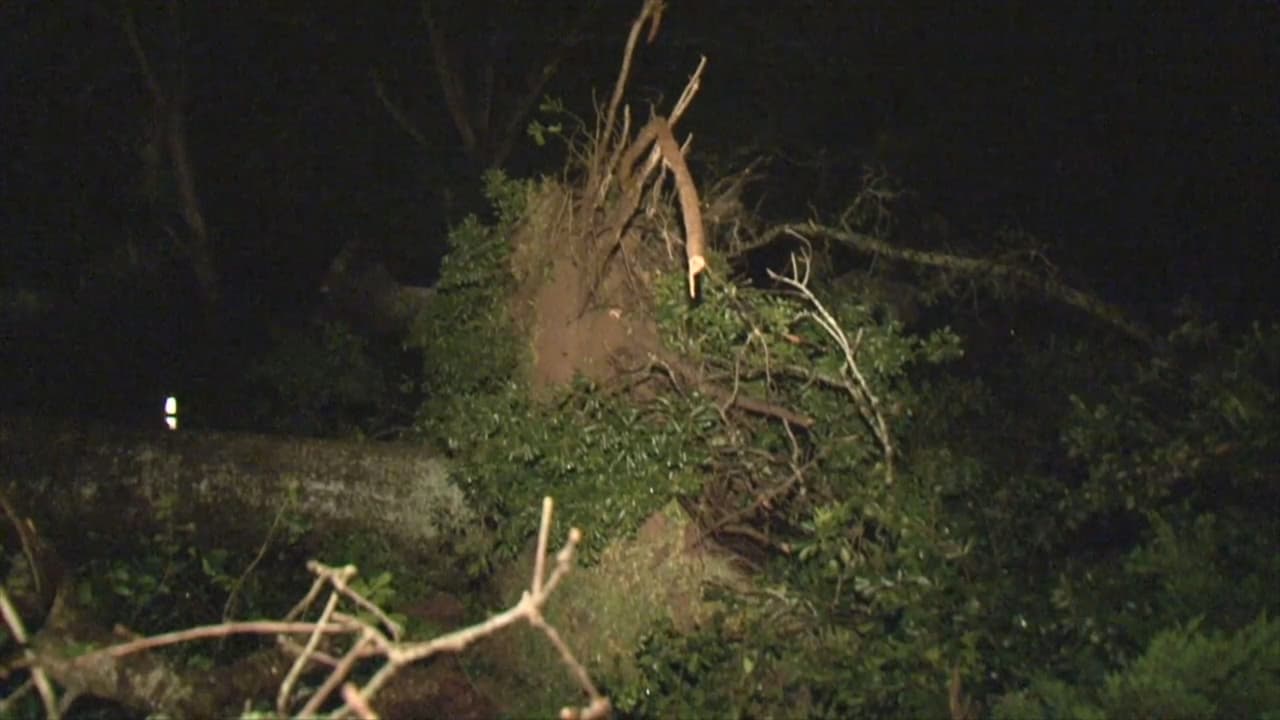 La fuerza de los vientos, de entre 80 y 100 millas por hora, derribó árboles y causó daños a viviendas.