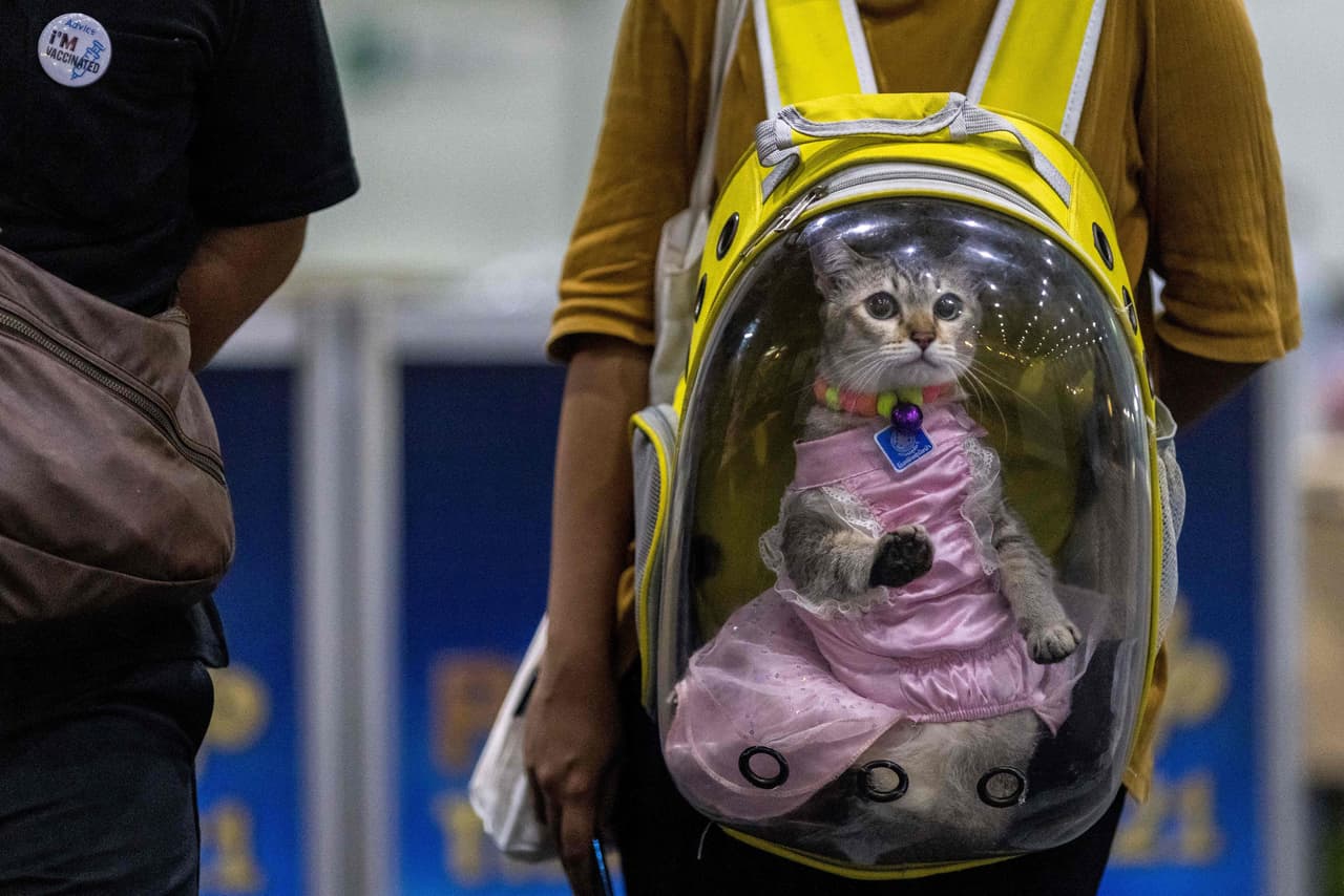 <b>La gata en una cápsula </b>
<br>
<br>Una curiosa gatita va vestida dentro de una mochila transparente, parecida a un casco de astronautas. 
<br>
<br>Participaba en la Exposición de Mascotas de Tailandia, el 25 de noviembre.