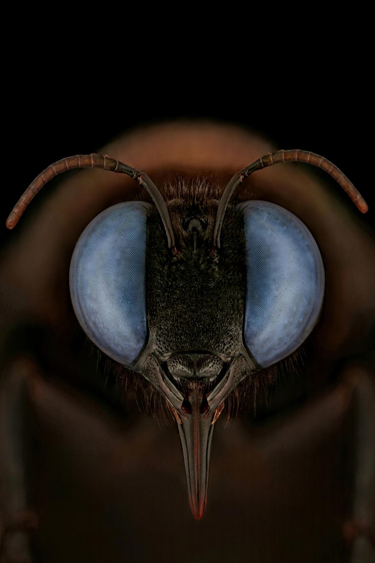 <b>‘Abeja Xylocopa Violacea’</b>. Tercer lugar en la categoría 'primer plano extremo'. El nombre común de este insecto es abeja carpintera, por su comportamiento de anidación, cuando excavan madera muerta o bambú. Una de las imágenes del ganador del Premio Luminar al Fotógrafo de Insectos del Año 2020, quien recibió una compensación en metálico de unos $5,800.
<br>