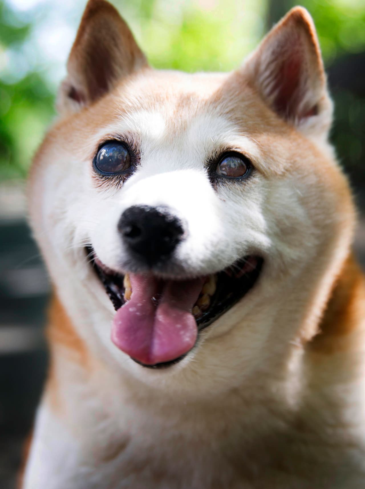 Por su especial característica, Cinnamon es constantemente detenida en la calle para pedirle una foto.