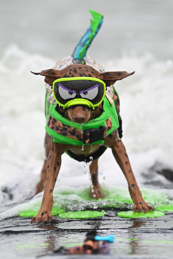 Perros como 
<b>Rusty</b> participaron este sábado 3 de agosto en el 
<b>Campeonato Mundial de Surfing Canino</b>, en las playas de Pacífica, California. No lo sabían, pero competían además por atención con un grupo de 
<b>ballenas </b>que algunas personas captaron en un show "nunca antes visto".