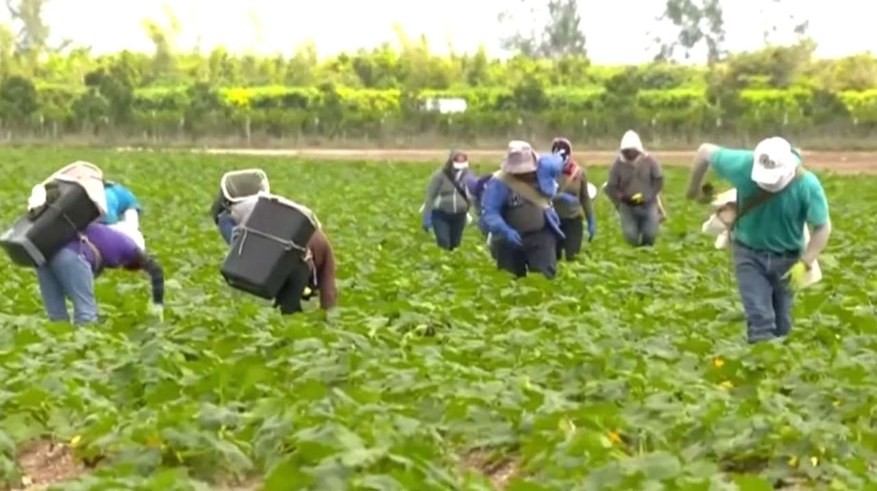 Dudas de inmigración: Licencias para conductores, problemas con DACA y permisos para trabajo en el campo
