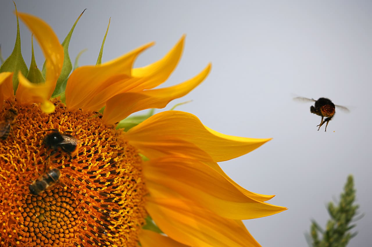 21 de marzo - La abeja (Bombus affinis) aparece oficialmente como una especie en peligro de extinción. Originalmente, su lista debía finalizarse el 10 de febrero, pero una orden ejecutiva del 20 de enero la retrasó en más de un mes, mientras la administración Trump revisaba las regulaciones de la era Obama que aún no habían entrado en vigor. Esta es una fotografía ilustrativa.