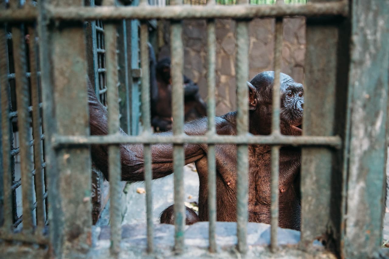 La caza ilegal y la pérdida de hábitat no son las únicas amenazas que enfrentan los bonobos. En el pasado también han sido muy maltratados cuando los utilizaron para pruebas médicas, la fase de prueba de la píldora anticonceptiva es uno de los casos más famosos.
<br>