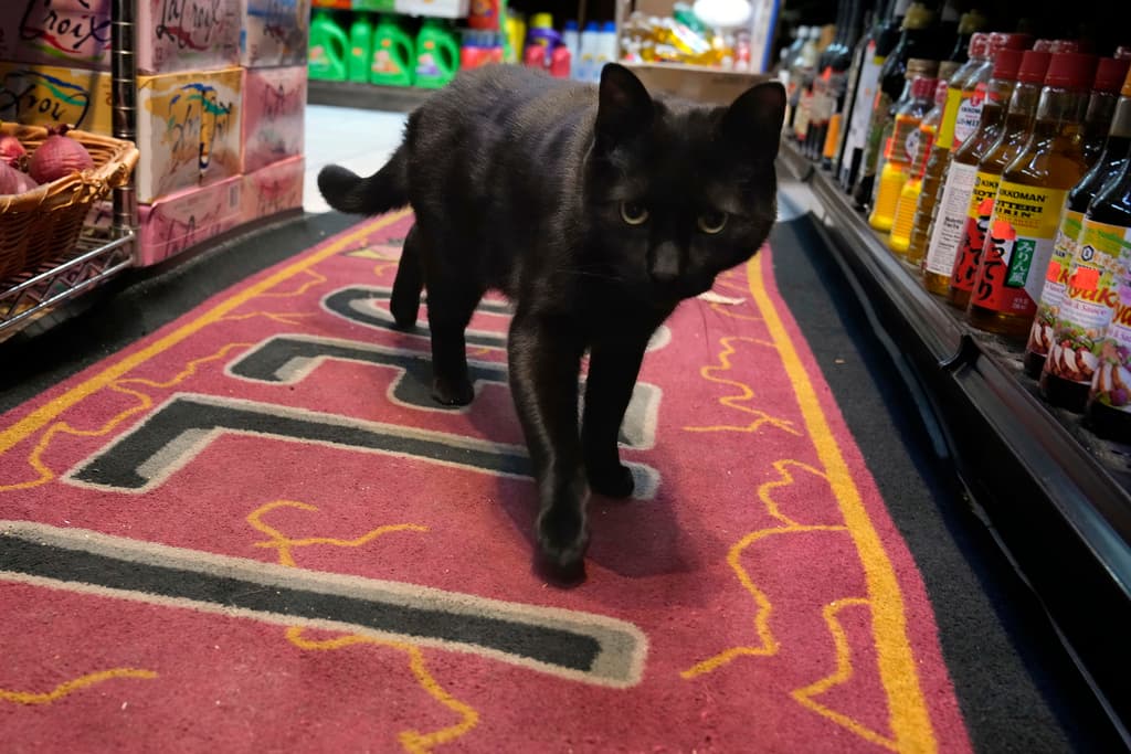 Una iniciativa ciudadana ha cobrado fuerza en las redes sociales, alcanzando más de 10,000 firmas. La petición busca establecer protecciones legales para los propietarios de bodegas que mantienen gatos en sus negocios, además de solicitar apoyo para servicios veterinarios. En la imagen, Pepe pasea por los pasillos del Late Night Deli en el barrio de Williamsburg, en el distrito de Brooklyn, Nueva York.