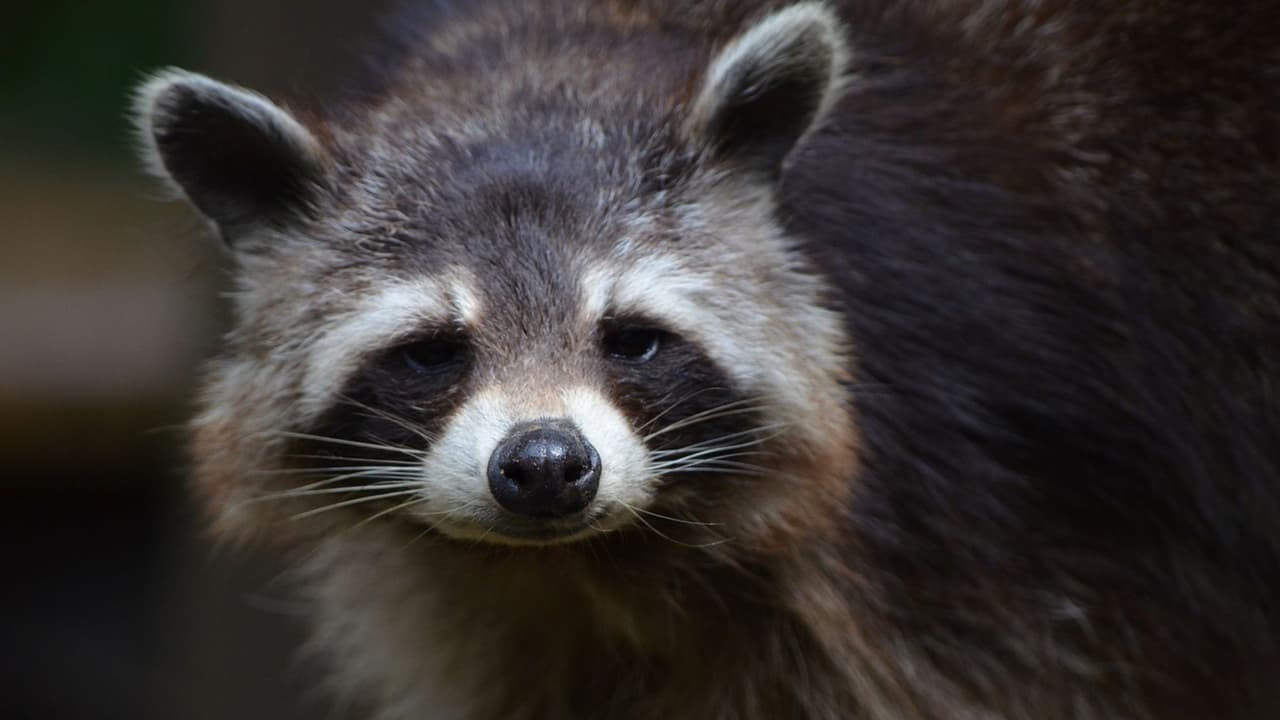 Mapache causa conmoción en el aeropuerto de Filadelfia al invadir área de equipajes