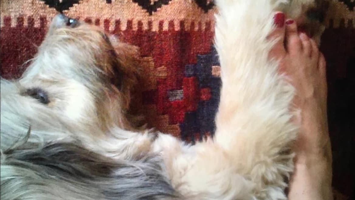 Rebecca de Alba recuerda a Titán a un año de su pérdida.