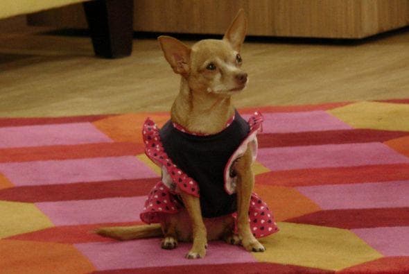 A Honey le encantaba posar. Ella era una perrita chihuahua muy bien portada.