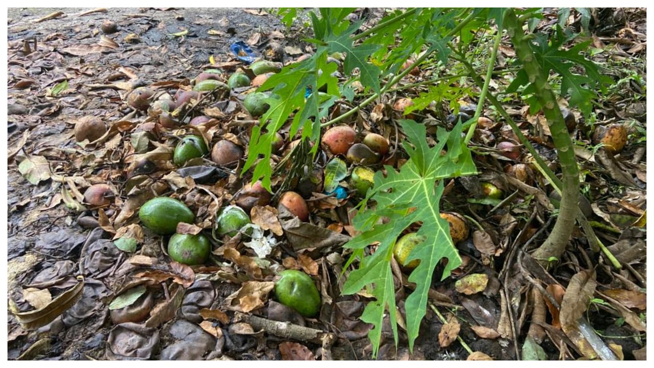 Montañas de frutas podridas en el piso se pueden observar en los cultivos de Homestead y sus dueños dicen que si no se toman medidas, la agricultura en el estado está condenada a ser una especie en vía de extinción.