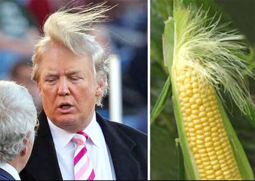 Si alguna vez te provocó curiosidad, ¿qué pasaría si Donald Trump fuera presidente? Estos memes te dan las respuestas.