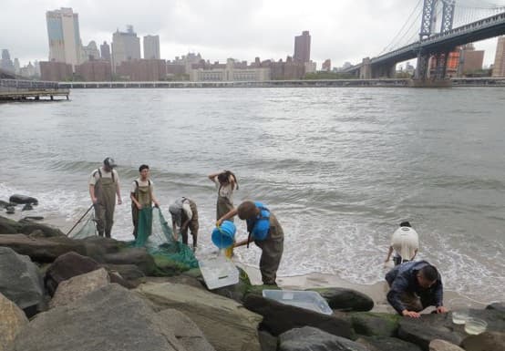 Miami y Nueva York están ayudando a sus escolares a redescubrir su naturaleza costera
