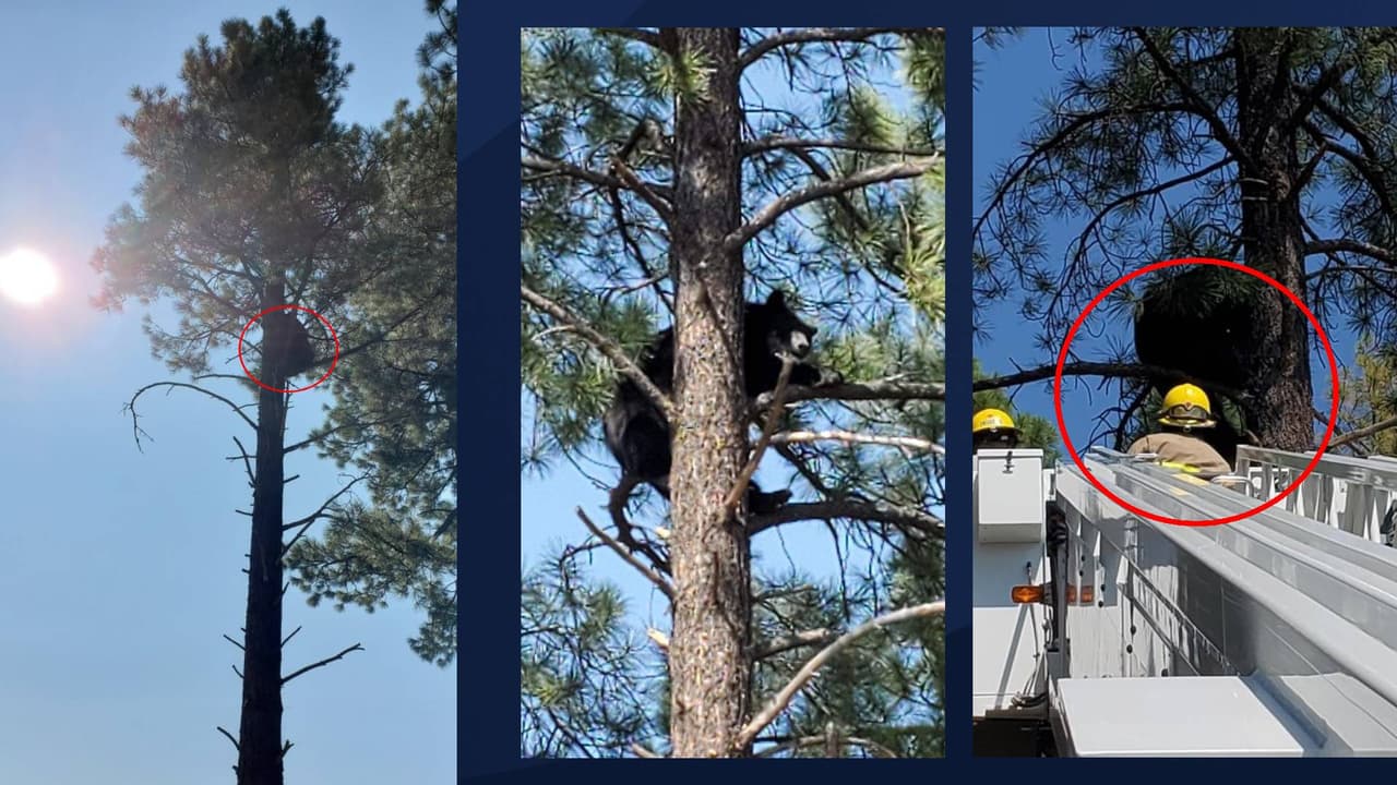 Una vez en la escena, los bomberos pudieron posicionar su camión “perfectamente” para sacar al oso del árbol.
<br>