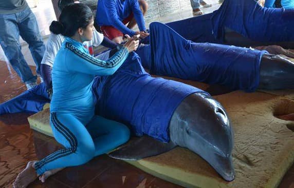 Pandillas de flamingos, gallos hechos tacos y delfines con toallas: las locas fotos de animales evacuados por Irma