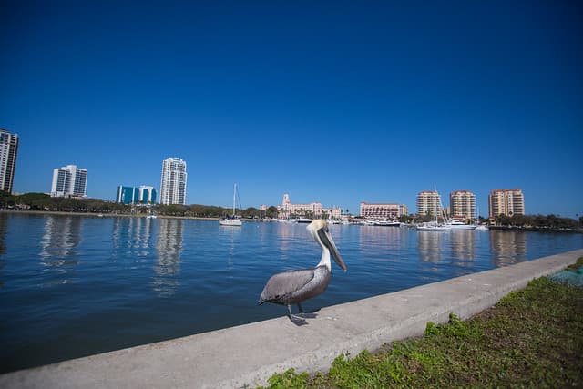 El estudio revela que una gran cantidad de la población de Estados Unidos espera retrasar su jubilación al menos hasta los 65 años. 
<b>St. Petersburg,</b> en Florida, está ubicada en la posición número 
<b>16</b> en la lista del sitio web 
<a href="https://wallethub.com/edu/best-places-to-retire/6165/">WalletHub</a> .