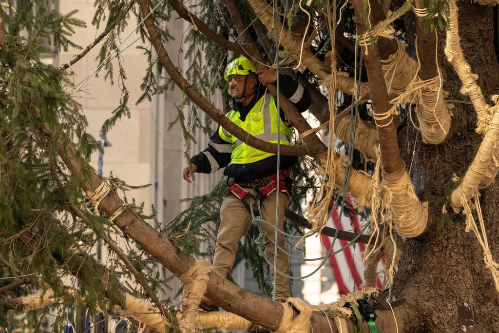 Los trabajadores se encargaron de asegurar las ramas para que no sufrieran daños al levantarlo. Luego, algunas tuvieron que ser podadas.