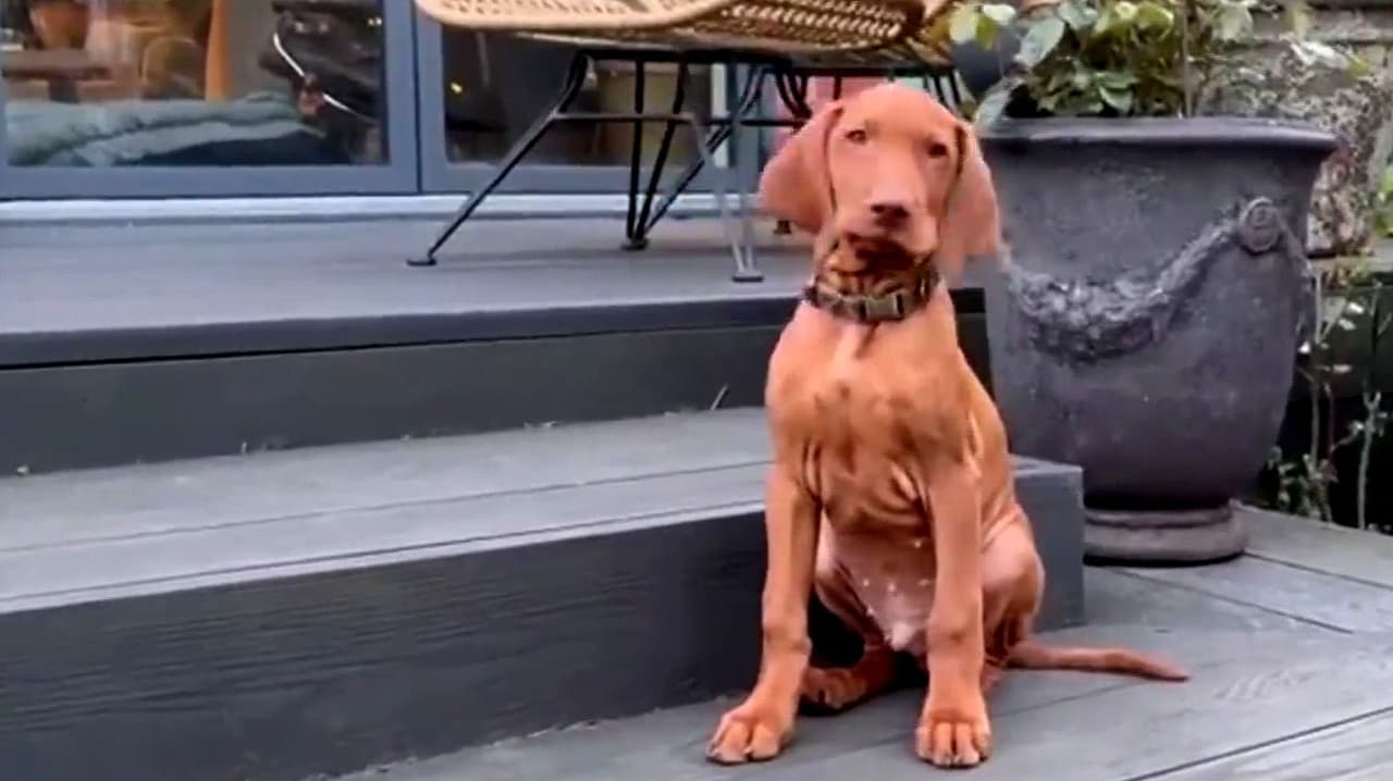 Empresa en NY ofrece trabajo por oler aliento y recibir besos de perros ¿mandarías tu CV?