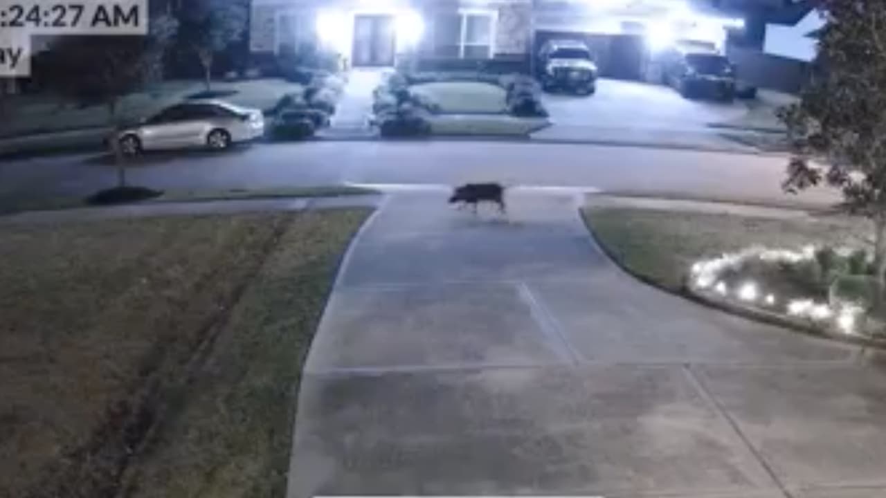 Las imágenes muestran a los animales caminando y de acuerdo con el propietario de la vivienda, ocurrió en la madrugada del 10 de diciembre.