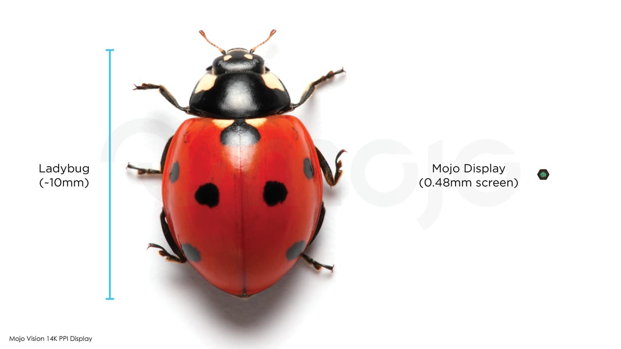 El tamaño de la pantalla en comparación con un pequeño insecto. Esta innovadora forma de acceder a información en línea fue diseñada por “optometristas, expertos en tecnología y médicos”, según se lee en el sitio web del fabricante. “La disponibilidad del producto aún se encuentra “sujeta a aprobaciones y autorizaciones regulatorias”, advierte Mojo Vision.