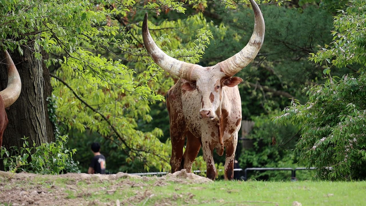 Como ganado domesticado, los ankole no están amenazados, gracias a los dedicados esfuerzos de los criadores y los zoológicos.