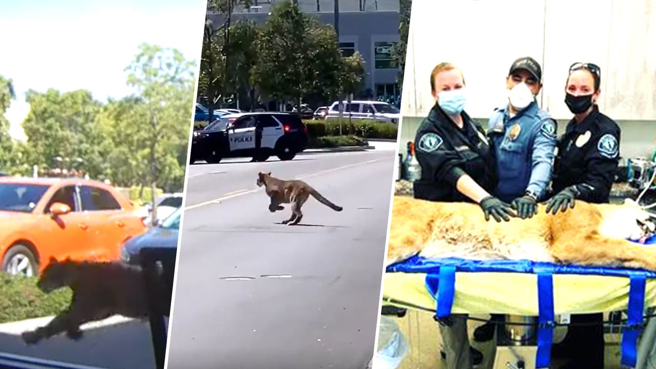 Puma desata pánico al deambular e intentar ingresar a peluquería en California; fue sedado