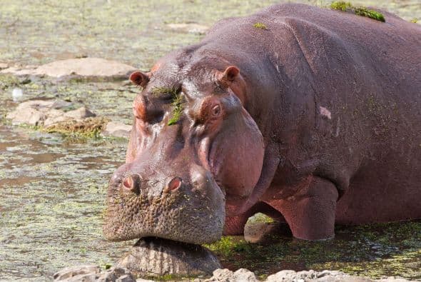 Uno nuca sabe lo que puede pasar durante la hora de la comida.