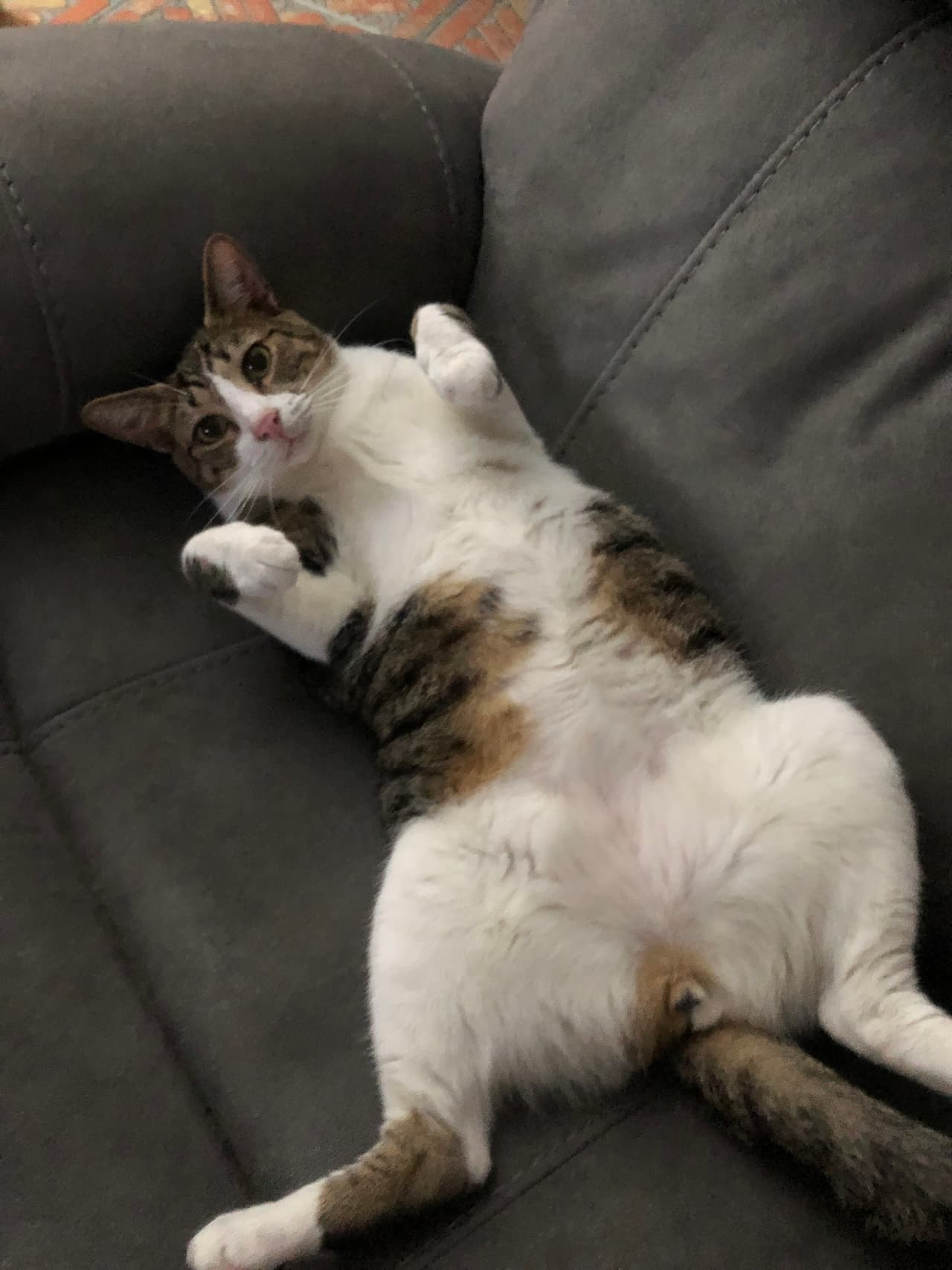 Cuando te ofrecen su peluda barriguita es señal de que sienten una gran confianza y desean demostrarlo. ¡Aprovecha! Es todo una experiencia llena de ternura.