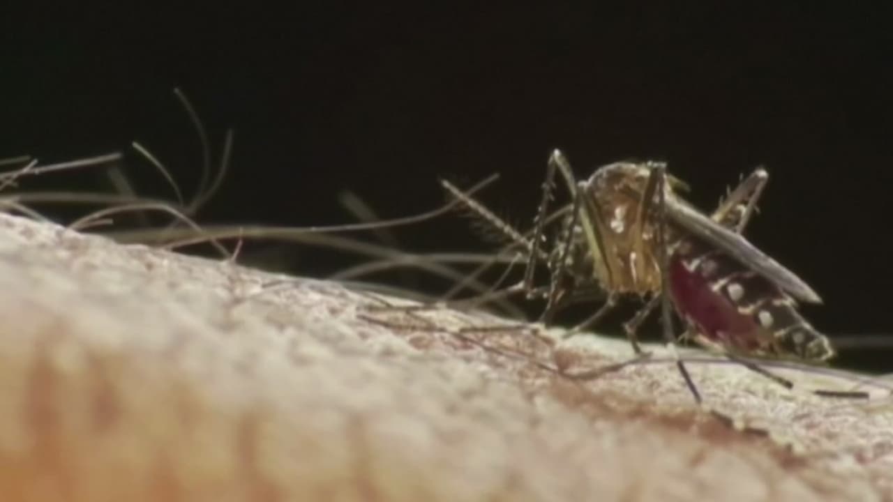 Emiten alerta por dengue en Miami-Dade : ya son 11 los casos en 2019
