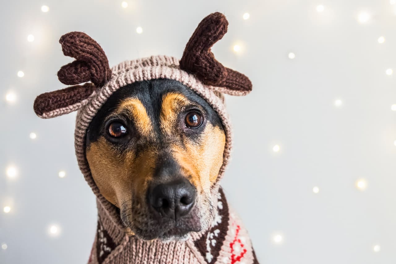 Perro con ropa navideña