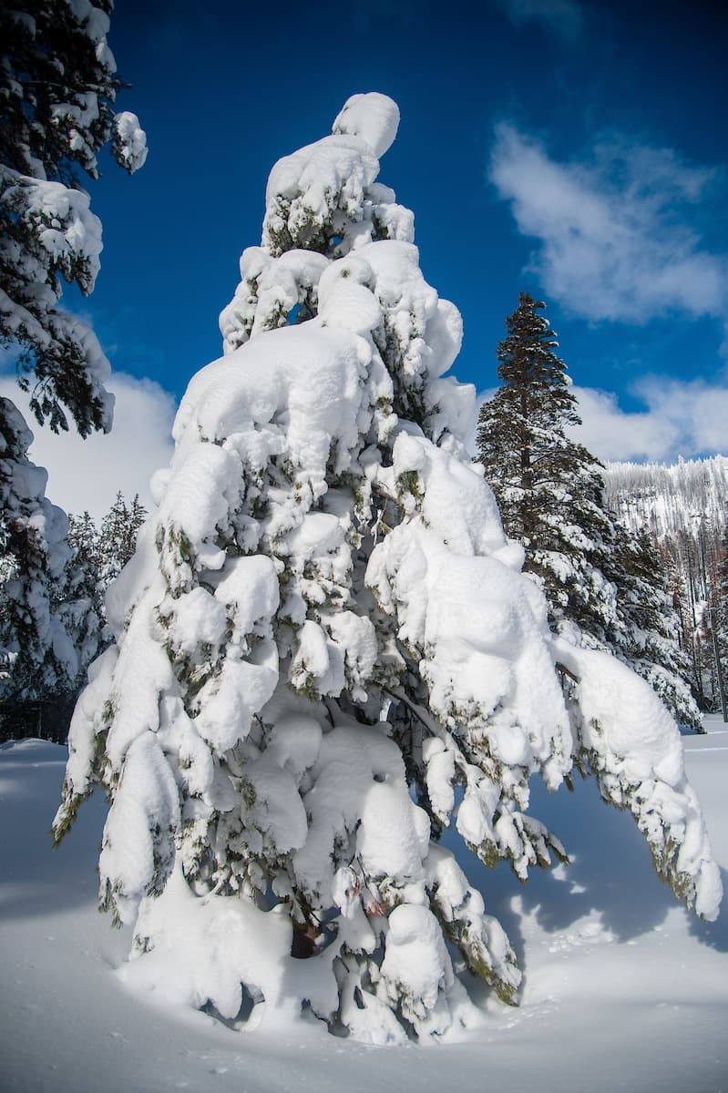 “California continúa viendo evidencia de esto con mayores oscilaciones entre los años húmedos y secos e incluso una variabilidad extrema dentro de una temporada. Un comienzo de año húmedo no significa que este año terminará por encima del promedio una vez que todo esté dicho y hecho”, según el DWR CA.