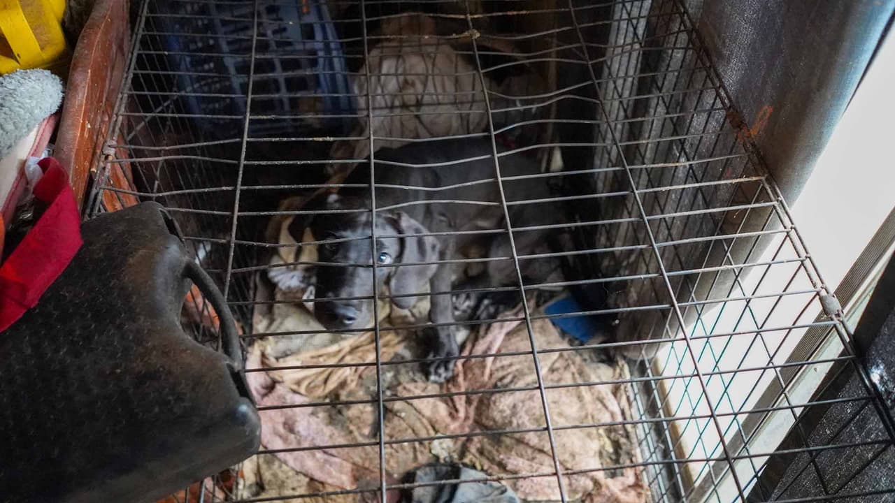 Las autoridades piden a la comunidad reportar cualquier caso de abuso animal.