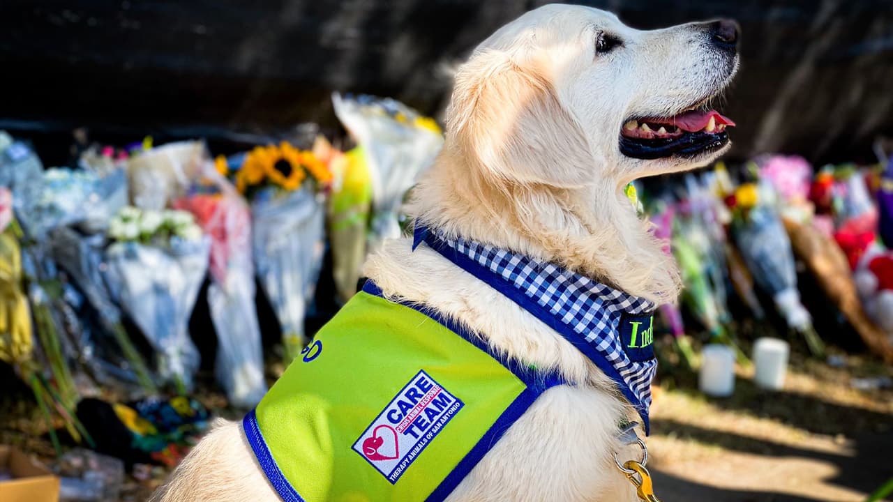 El objetivo de este perrito es mostrar apoyo emocional y cierto consuelo para aquellas personas que se han visto afectadas por los recientes incidentes en Houston.
