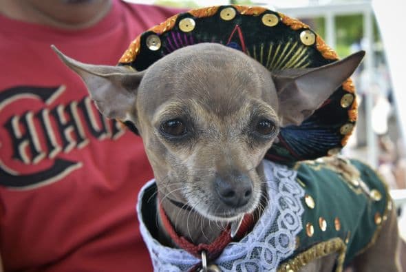 Decenas de perritos se disfrazaron y personificaron en tradicionales vestimentas para festejar el 5 de Mayo.