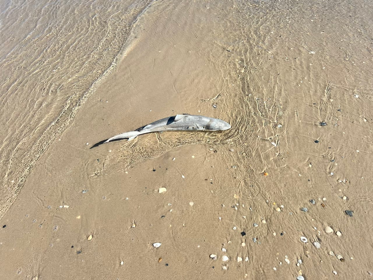 Las autoridades han determinado que las muertes de los peces está relacionada con la Marea Roja. 
<b><a href="https://tpwd.texas.gov/landwater/water/environconcerns/hab/redtide/faq.phtml?fbclid=IwAR3ycHnWGW_hLfe5Qk4UOTVu8h43DNJarH5N3b_vDvmwYIEEJ_C7HuZWS4c" target="_blank">Según Texas Parks and Wildlife</a></b>, se trata de una concentración superior a la normal del alga microscópica Karenia brevis (antes Gymnodinium breve).
<br>
<br>
<b>Esta alga produce una toxina que afecta al sistema nervioso central de los peces, de modo que quedan paralizados y no pueden respirar. </b>