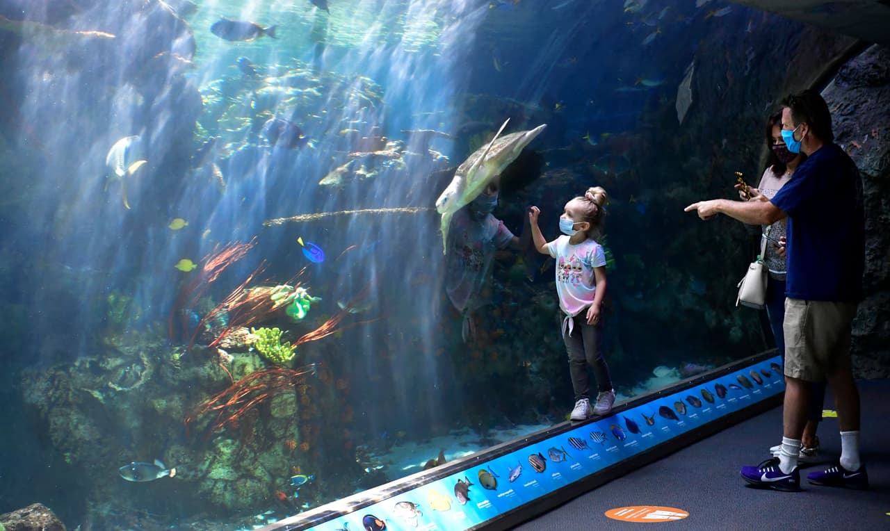 El popular 
<a href="https://www.aquariumofpacific.org/" target="_blank">Aquarium of the Pacific</a> en el sur de 
<a href="https://www.univision.com/temas/california">California</a> reabre, tras un año de cierre debido al coronavirus. Este verano podrás conocerlas especies marinas más raras y hermosas en la exposición de arrecifes de coral de distintos océanos. 
<br>