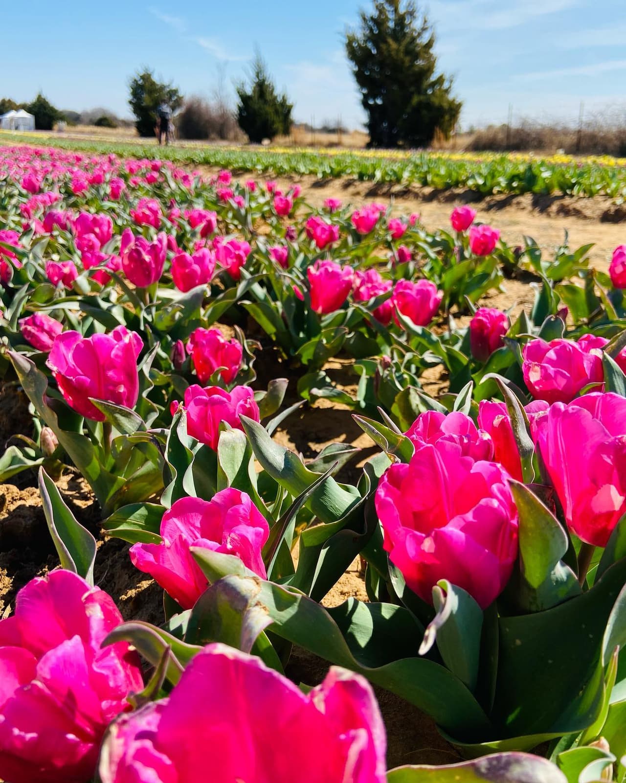 Para entrar al lugar solo debes pagar $5 dólares y la dirección es: 10656 FM 2931, Pilot Point, TX 76258. 
<br>