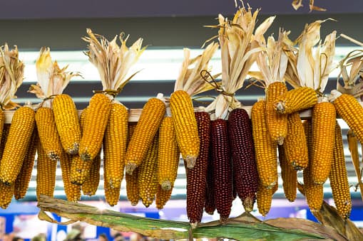 En este festival de San Antonio puedes disfrutar de los elotes al estilo mexicano. Regresará a escena este 4 de julio, luego de haber sido cancelado por la pandemia del coronavirus.