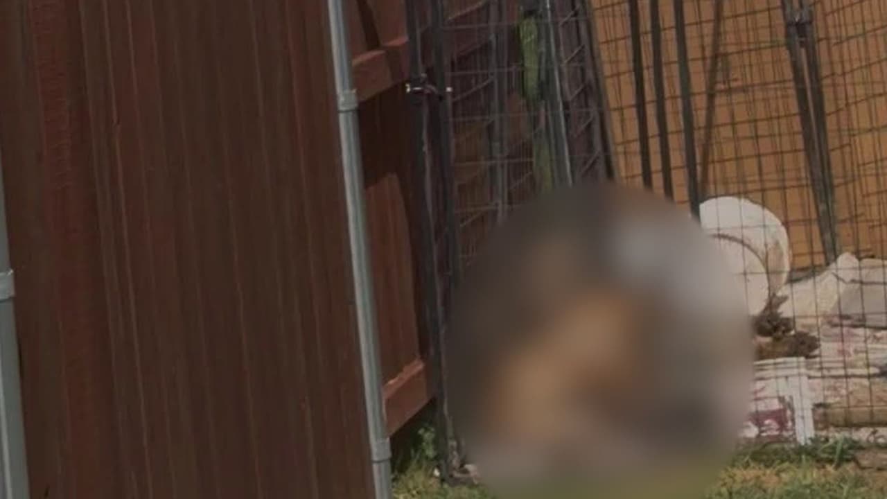 Un perro muere tras ser dejado a la intemperie y enjaulado bajo el calor extremo en Glenn Heights