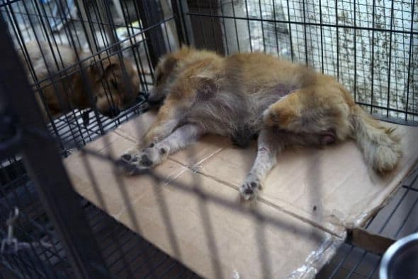 Por lo regular la mayoría de los perros que están en los refugios son adultos que los abandonaron o rescataron de vivir en la calle, algunos están lastimados.