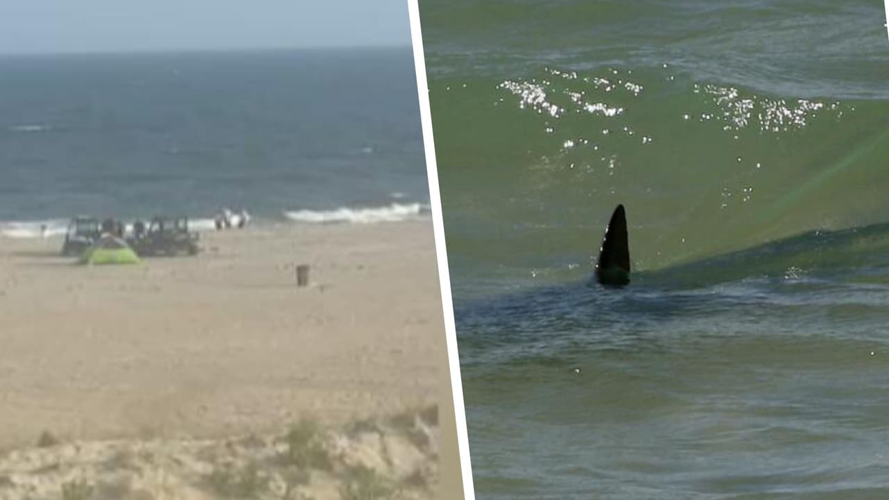 Mujer queda grave tras ser atacada por tiburón en playa de Rockaway en Nueva York
