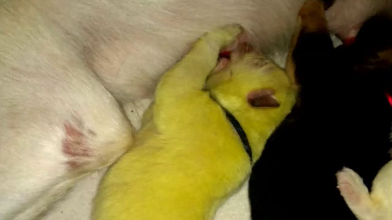 Hulk se ha ganado miles de elogios alrededor del país por su peculiar color