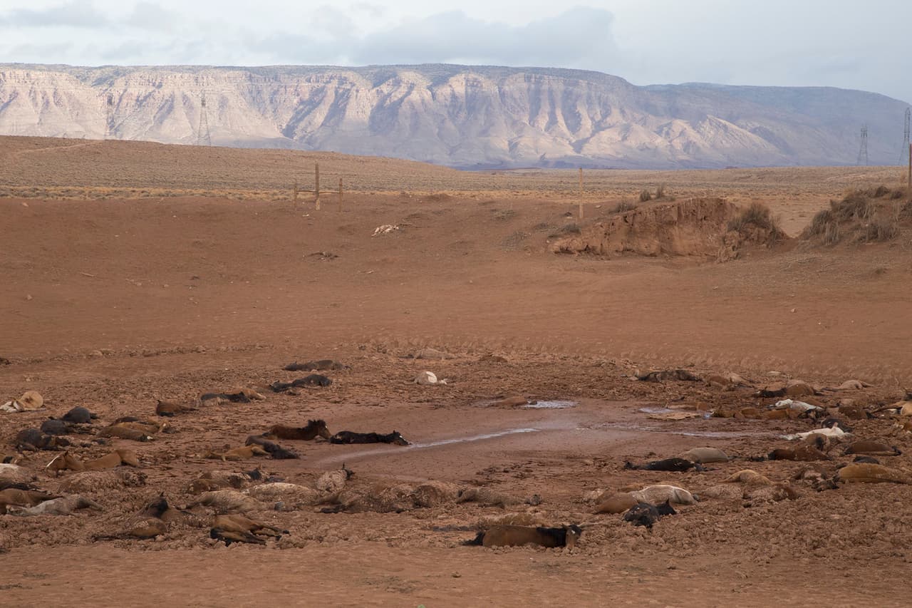 "Estos animales estaban buscando agua para mantenerse con vida. En el proceso, desafortunadamente, se metieron en el barro y no pudieron escapar porque ya estaban muy débiles”, aseguró Jonathan Nez, vicepresidente de la Nación Navajo.