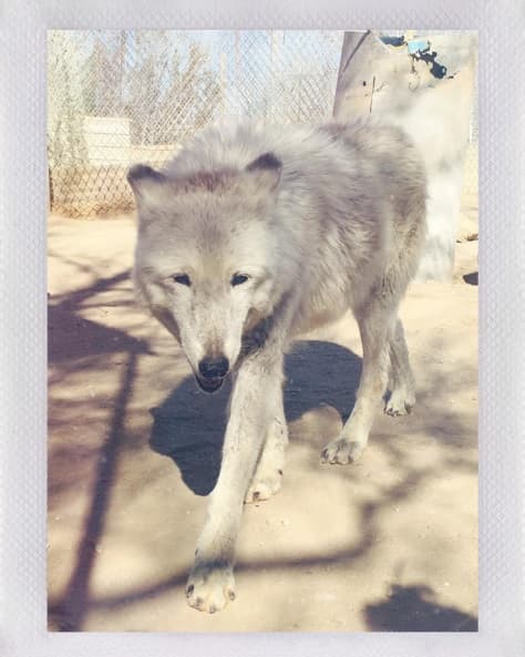 La pareja se atrevió a convivir con este tierno animalito.