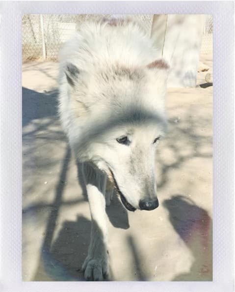 El cómplice de el festejo fue este bello lobo. Awww!