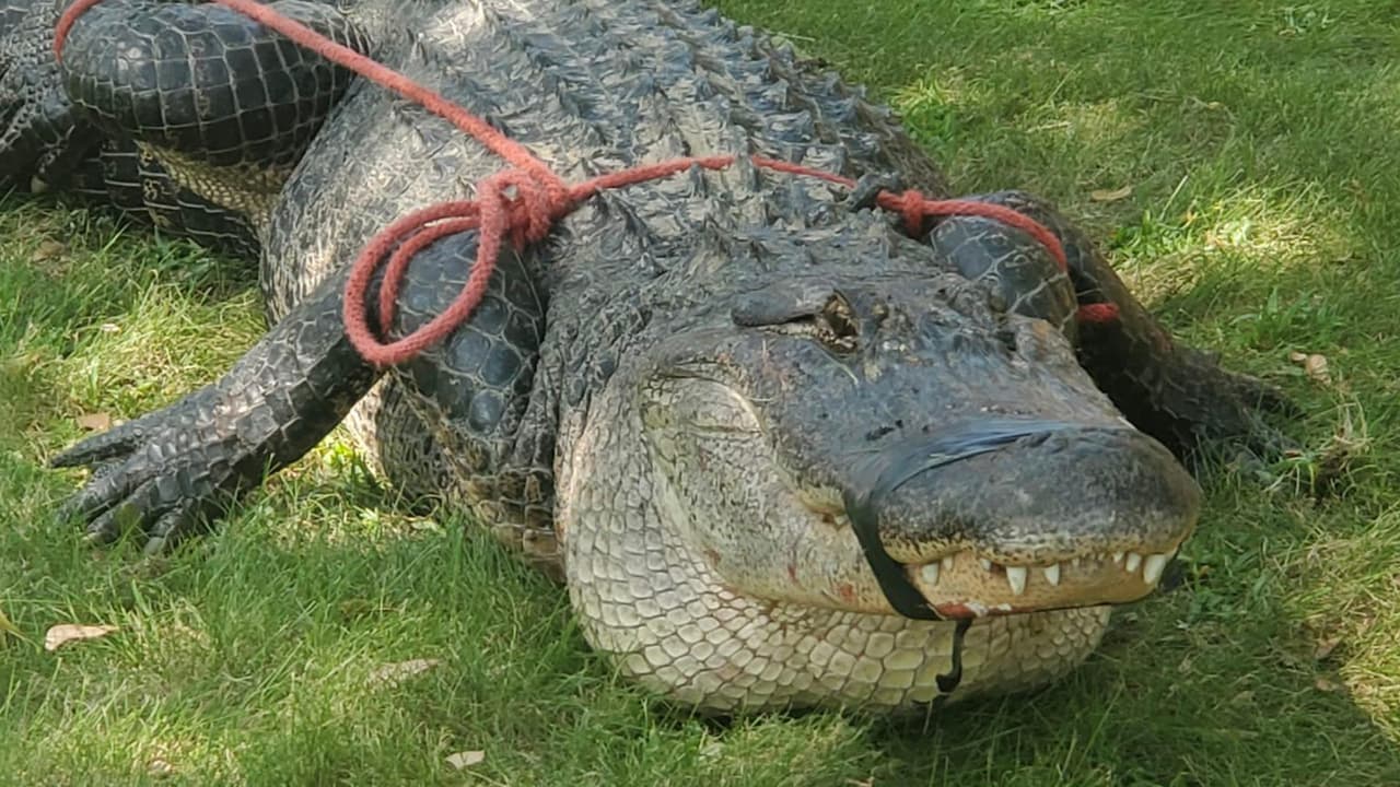 El 12 de septiembre, vecinos al oeste de Houston llamaron a la policía luego de ver al 
<a href="https://www.univision.com/local/houston-kxln/video-caiman-1100-libras-cinco-ranch-houston" target="_blank">enorme reptil</a> desplazarse con calma por un costado de la calle.